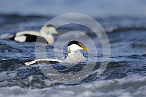 Eider duck, Somateria mollissima