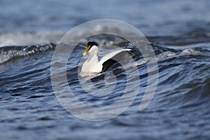 Eider duck, Somateria mollissima