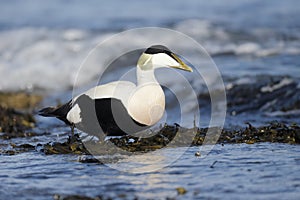 Eider duck, Somateria mollissima