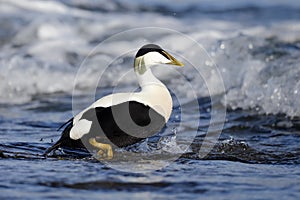 Eider duck, Somateria mollissima