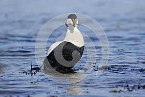 Eider duck, Somateria mollissima