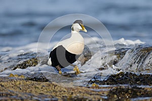 Eider duck, Somateria mollissima