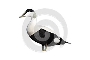 Eider duck, Somateria mollissima