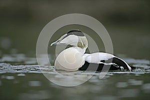 Eider duck, Somateria mollissima photo