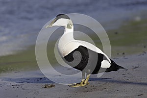 Eider duck, Somateria mollissima photo