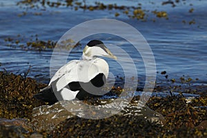 An Eider duck Somateria mollissima sitting on seaweed and rocks at the edge of the sea.