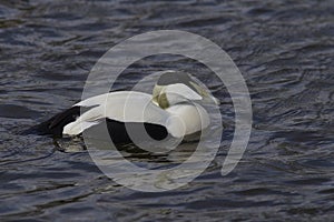 Eider Duck swimming on a lake