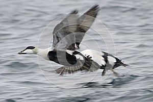 Eider duck taking of