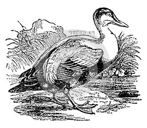 Eider Duck, vintage illustration