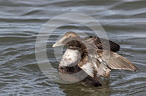 Eider Duck wings spread, a large sea duck at the Barnegat Inlet, New Jersey