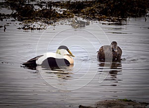 Eider ducks on Icelandic beach