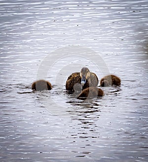 Eider ducks  in Icelandic lake
