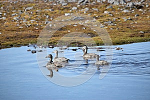 Eider ducks in a little pond - Arctic, Spitsbergen