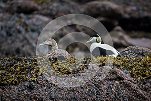 Eider male and female duck