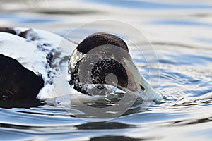 Eider somateria mollissima