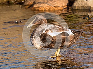 Eider, Somateria mollissima, adult in eclipse plumage in shallow water, Limfjord, Nordjylland, Denmark