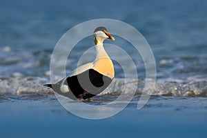 Eider, Somateria mollissima, beautiful sea bird in the dark blue sea water, Helgoland, Germany photo