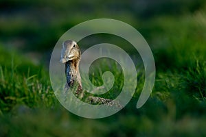 Eider, Somateria mollissima, beautiful sea bird in hidden in the green grass. Portrait of bir in the nature habitat. Eider on the