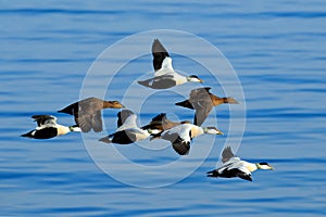 Eider, Somateria mollissima, flock of birds, beautiful sea birds flying above the dark blue sea water, Helgoland