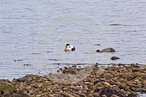 Eiders and ducklings