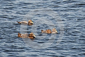 Eiders, Somateria mollissima, adults in eclipse plumage swimming in Limfjord, Nordjylland, Denmark