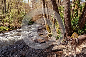 Eifel most beautiful hiking trails photo