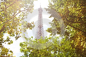 Eifel tower top through the green trees foliage,