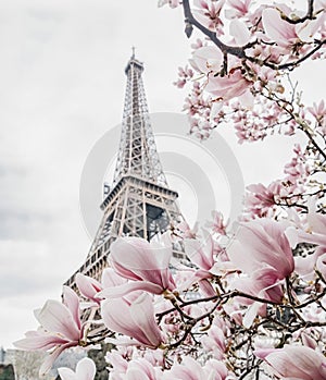 Eiffel tower. Blooming magnolia tree