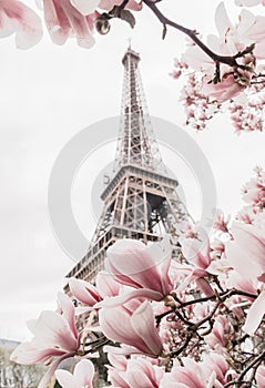 Eiffel tower. Blooming magnolia tree