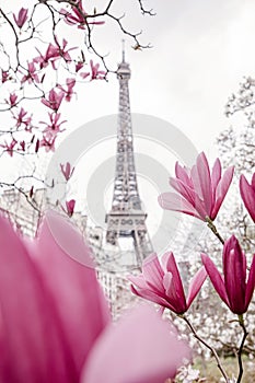 Eiffel tower. Blooming magnolia tree