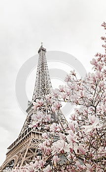 Eiffel tower. Blooming magnolia tree