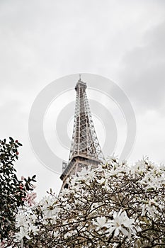 Eiffel tower. Blooming magnolia tree