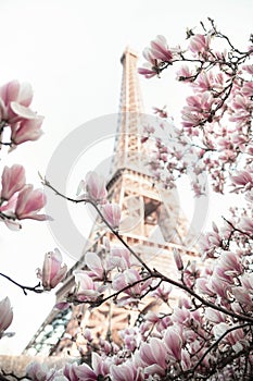 Eiffel tower. Blooming magnolia tree