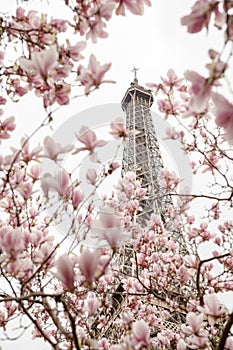 Eiffel tower. Blooming magnolia tree