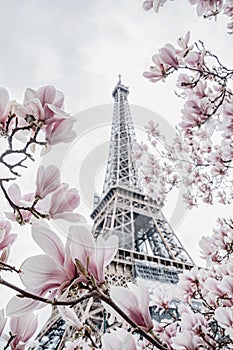 Eiffel tower. Blooming magnolia tree