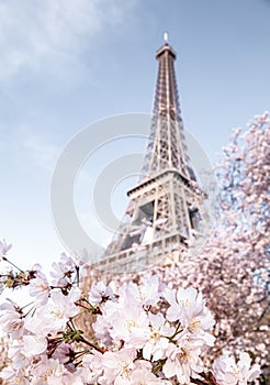 Eiffel tower. Blooming sakura tree