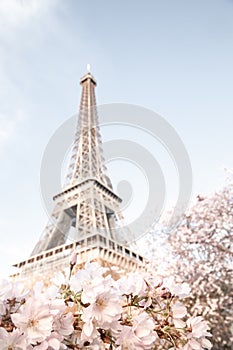 Eiffel tower. Blooming sakura tree