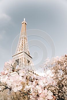 Eiffel tower. Blooming sakura tree