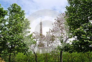 Eiffel Tower at Champ de Mars Garden in Paris