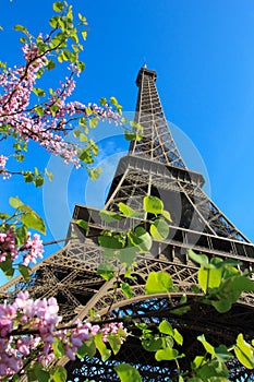 Eiffel Tower with cherries in Paris France