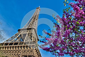 Eiffel Tower with cherries in Paris France