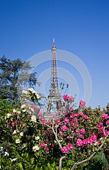 Eiffel tower and flowers
