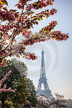 Eiffel Tower with magnolia trees during springtime in Paris, France