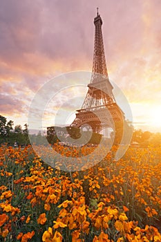 Eiffel tower in Paris, France with flowers in the foreground