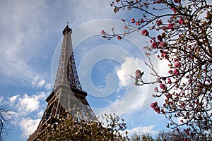 Eiffel tower, Paris in spring