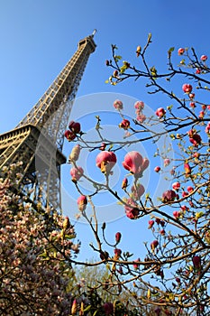 Eiffel Tower in spring time, Paris
