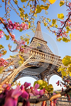 Eiffel Tower during spring time in Paris, France