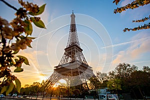 Eiffel Tower with spring tree in Paris, France