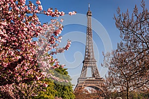 Eiffel Tower with spring trees in Paris, France