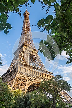 The Eiffel Tower Through the Trees